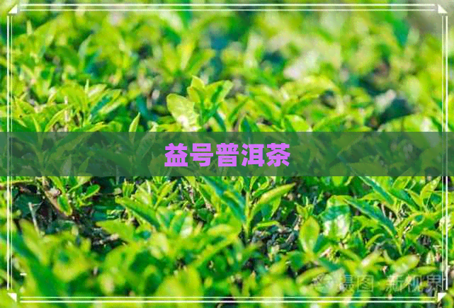 益号普洱茶