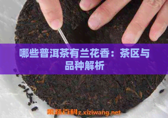 哪些普洱茶有兰花香：茶区与品种解析