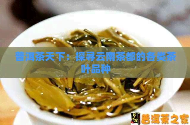 普洱茶天下：探寻云南茶都的各类茶叶品种