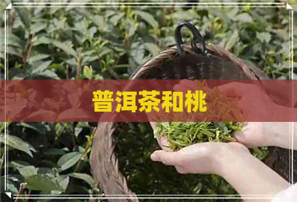 普洱茶和桃