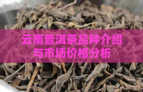 云南普洱茶品种介绍与市场价格分析