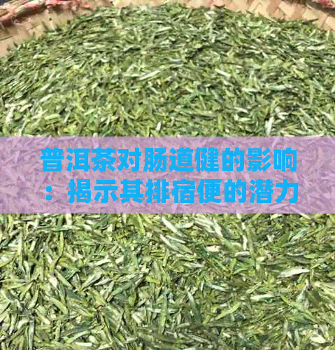 普洱茶对肠道健的影响：揭示其排宿便的潜力与医生推荐