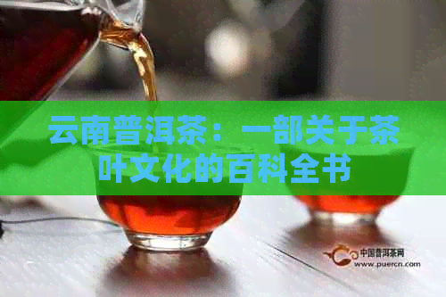 云南普洱茶：一部关于茶叶文化的百科全书