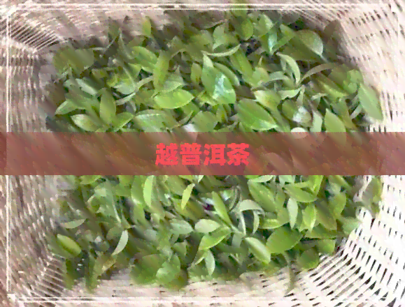 越普洱茶