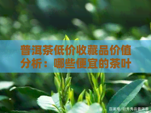 普洱茶低价收藏品价值分析：哪些便宜的茶叶具有升值潜力？