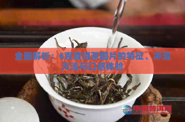 全面解析：6克普洱茶圆片的特征、冲泡方法与口感体验