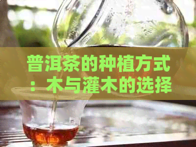 普洱茶的种植方式：木与灌木的选择及其原因解析