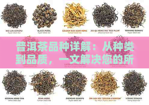 普洱茶品种详解：从种类到品质，一文解决您的所有疑问