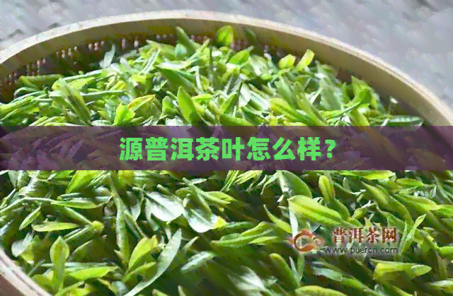 源普洱茶叶怎么样？