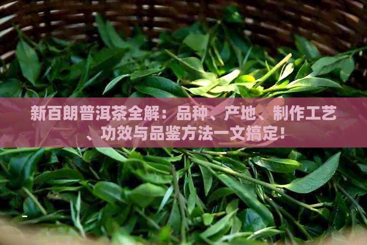 新百朗普洱茶全解：品种、产地、制作工艺、功效与品鉴方法一文搞定！