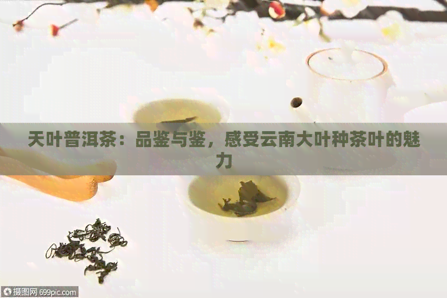 天叶普洱茶：品鉴与鉴，感受云南大叶种茶叶的魅力