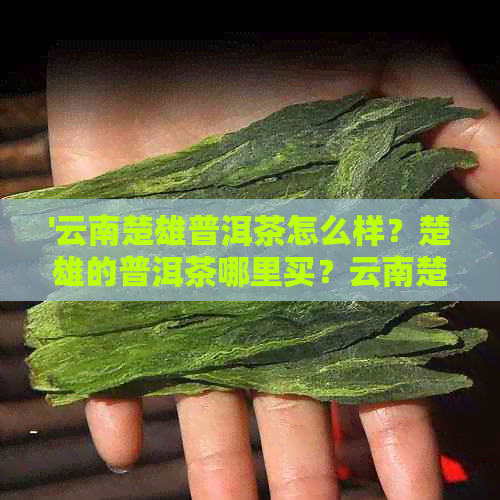 '云南楚雄普洱茶怎么样？楚雄的普洱茶哪里买？云南楚雄有什么茶叶？'