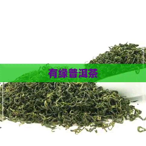 有缘普洱茶