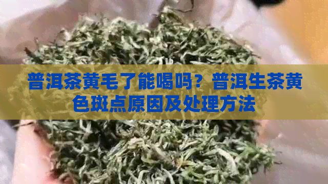 普洱茶黄毛了能喝吗？普洱生茶黄色斑点原因及处理方法