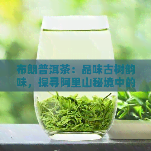 布朗普洱茶：品味古树韵味，探寻阿里山秘境中的茶文化传承