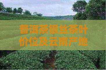 普洱茶银丝茶叶价位及云南产地详解