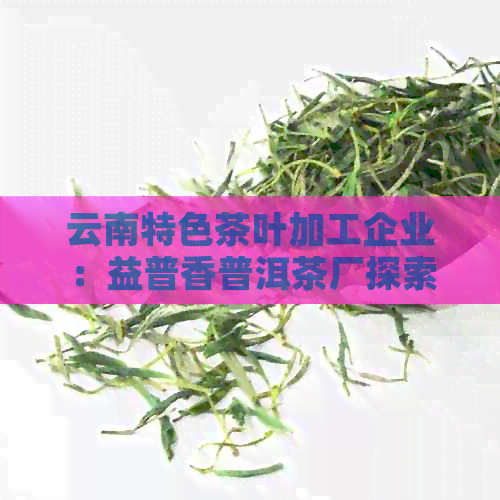 云南特色茶叶加工企业：益普香普洱茶厂探索与创新