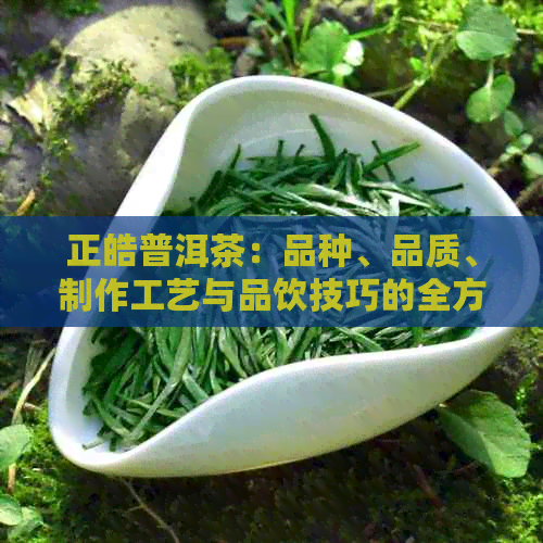 正皓普洱茶：品种、品质、制作工艺与品饮技巧的全方位解析