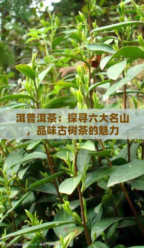 洱普洱茶：探寻六大名山，品味古树茶的魅力