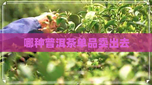 哪种普洱茶单品卖出去