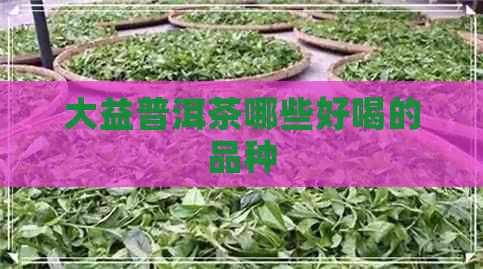 大益普洱茶哪些好喝的品种