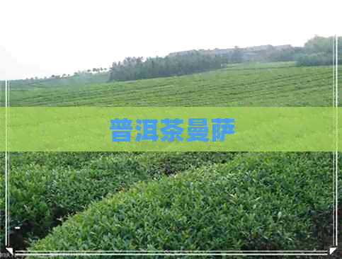 普洱茶曼萨