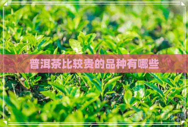 普洱茶比较贵的品种有哪些