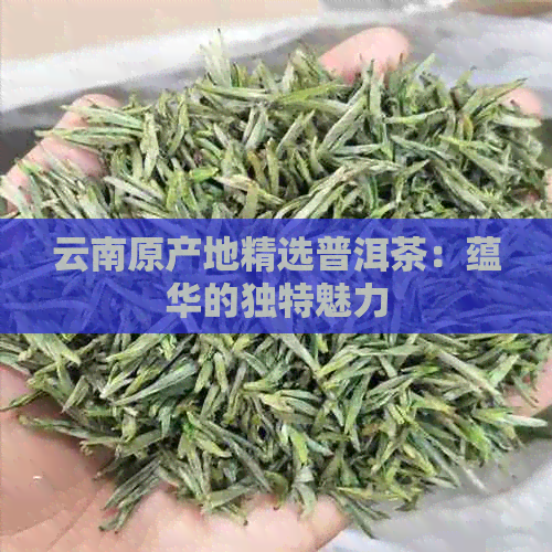 云南原产地精选普洱茶：蕴华的独特魅力