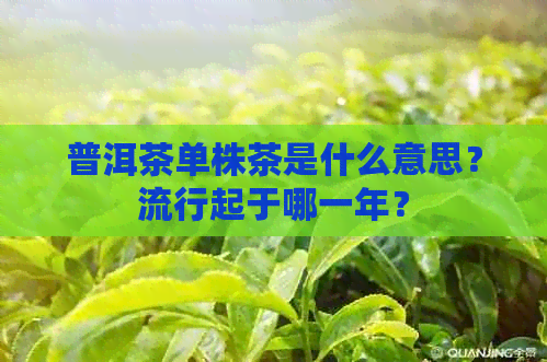 普洱茶单株茶是什么意思？流行起于哪一年？