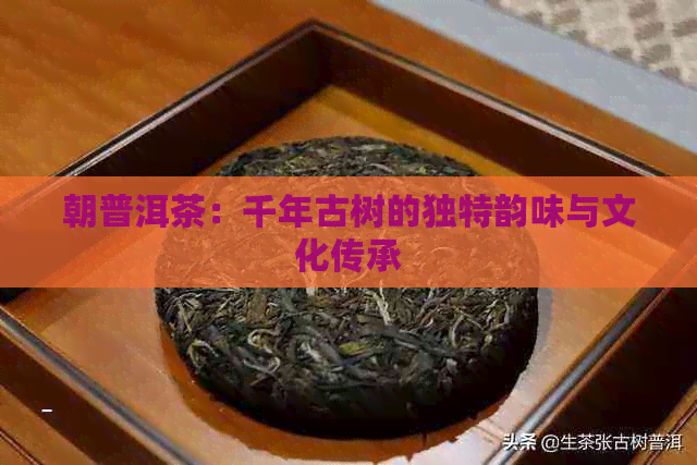 朝普洱茶：千年古树的独特韵味与文化传承