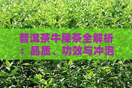 普洱茶牛屎茶全解析：品质、功效与冲泡技巧，让你全面了解这种特殊茶叶