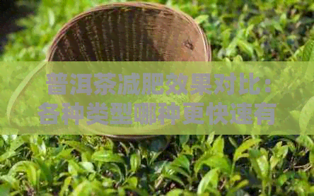 普洱茶减肥效果对比：各种类型哪种更快速有效？