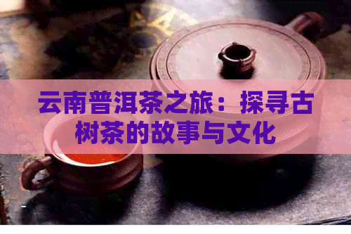 云南普洱茶之旅：探寻古树茶的故事与文化