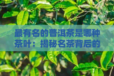 最有名的普洱茶是哪种茶叶：揭秘名茶背后的故事