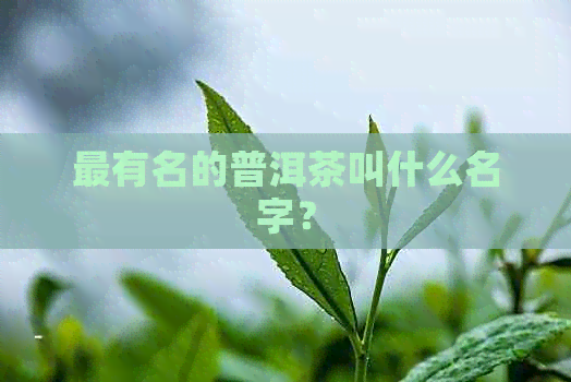 最有名的普洱茶叫什么名字？