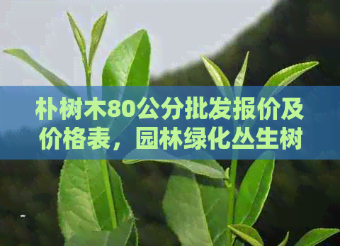 朴树木80公分批发报价及价格表，园林绿化丛生树种优选