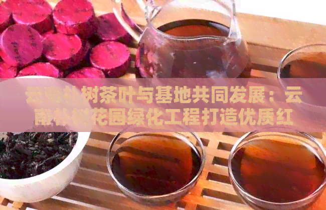 云南朴树茶叶与基地共同发展：云南朴树花园绿化工程打造优质红茶