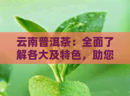 云南普洱茶：全面了解各大及特色，助您轻松选购优质茶叶