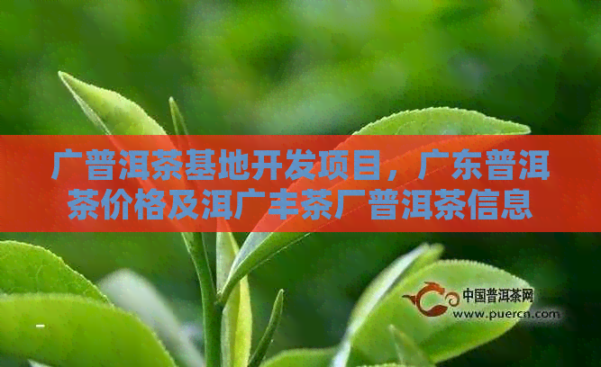 广普洱茶基地开发项目，广东普洱茶价格及洱广丰茶厂普洱茶信息