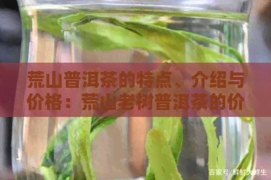 荒山普洱茶的特点、介绍与价格：荒山老树普洱茶的价值解析