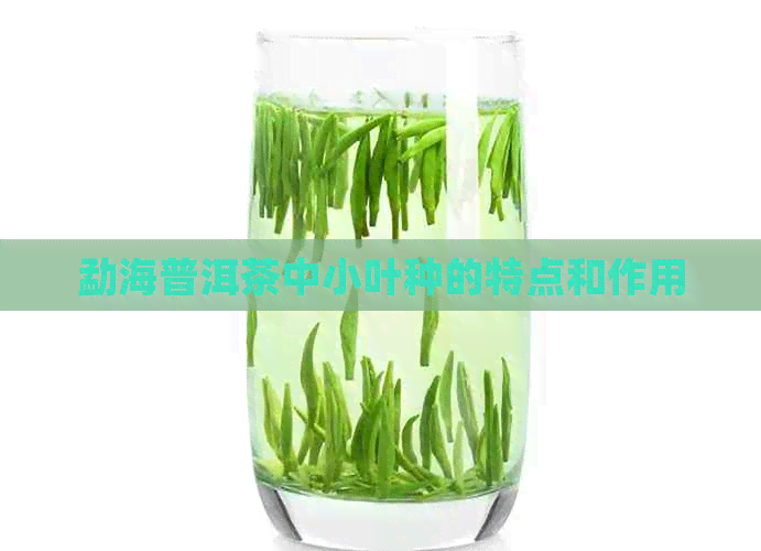 勐海普洱茶中小叶种的特点和作用