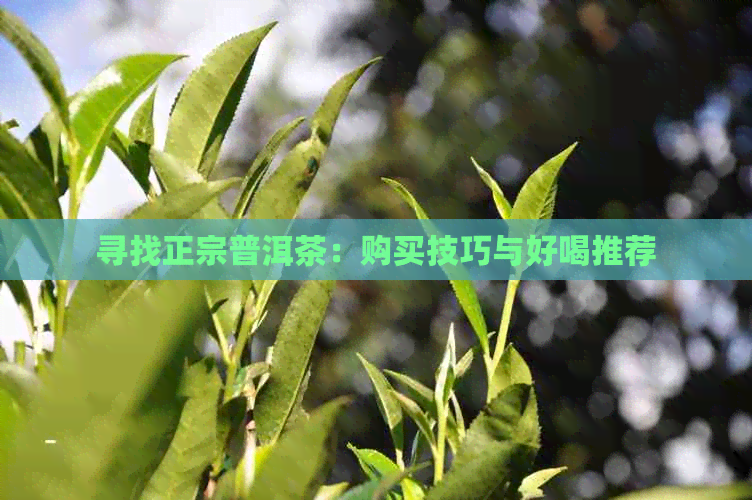 寻找正宗普洱茶：购买技巧与好喝推荐