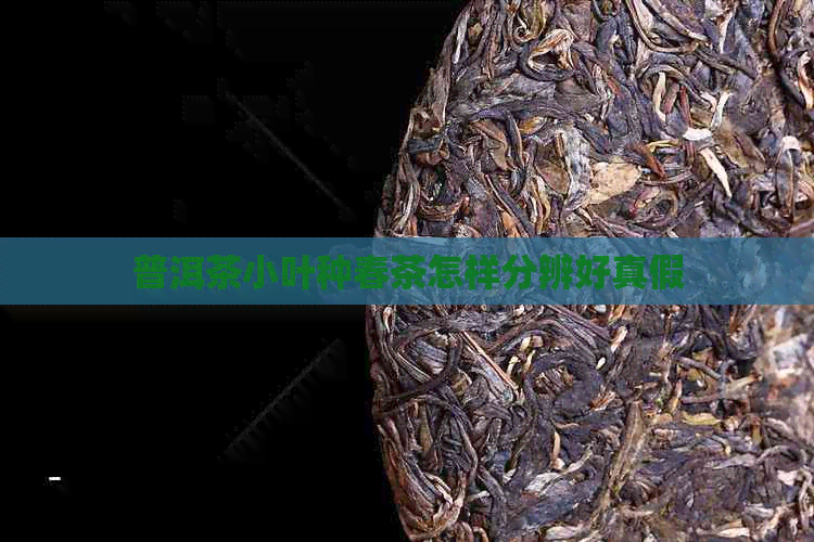 普洱茶小叶种春茶怎样分辨好真假