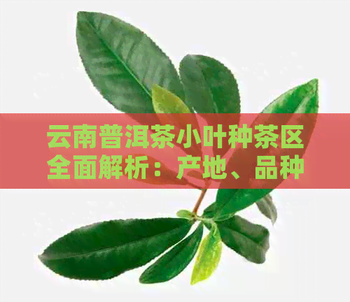 云南普洱茶小叶种茶区全面解析：产地、品种、特点、品鉴及购买指南