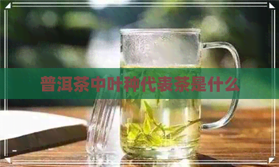 普洱茶中叶种代表茶是什么