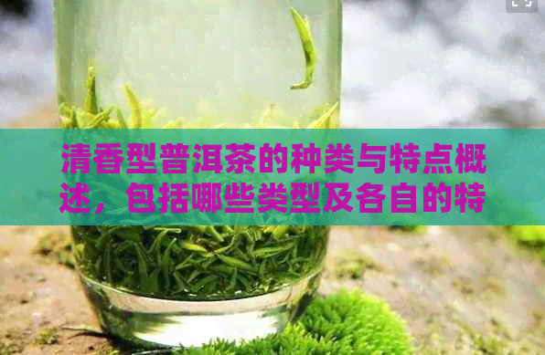 清香型普洱茶的种类与特点概述，包括哪些类型及各自的特色？