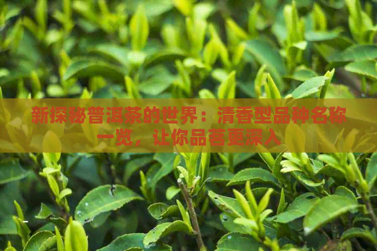 新探秘普洱茶的世界：清香型品种名称一览，让你品茗更深入