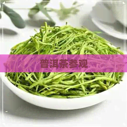 普洱茶参观