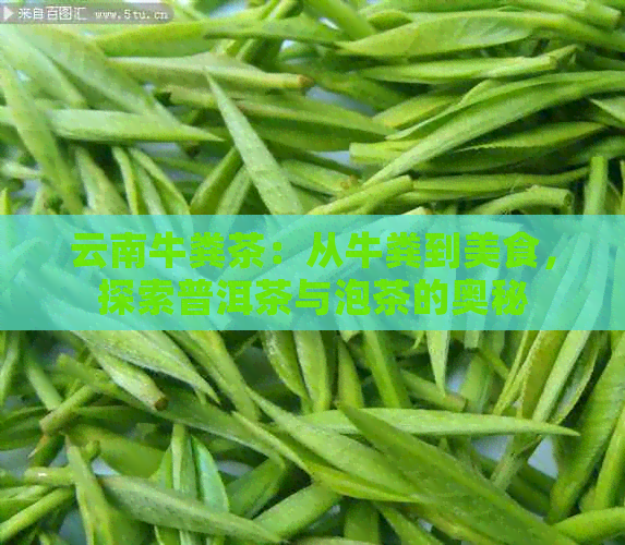 云南牛粪茶：从牛粪到美食，探索普洱茶与泡茶的奥秘