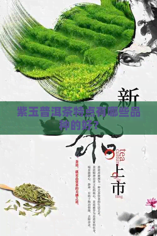 紫玉普洱茶特点有哪些品种的好？